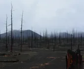 мертвый лес на Камчатке