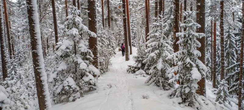 Лыжный выезд из Зеленогорска. Однодневная прогулка из Петербурга поход