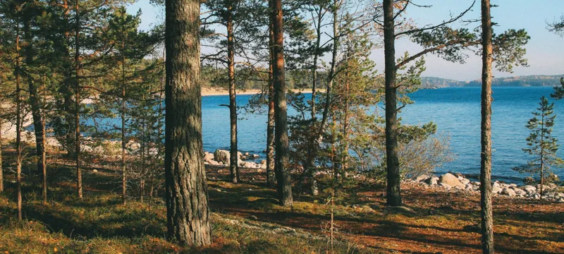 Ладожский берег. Пеший поход с палатками из Санкт-Петербурга поход